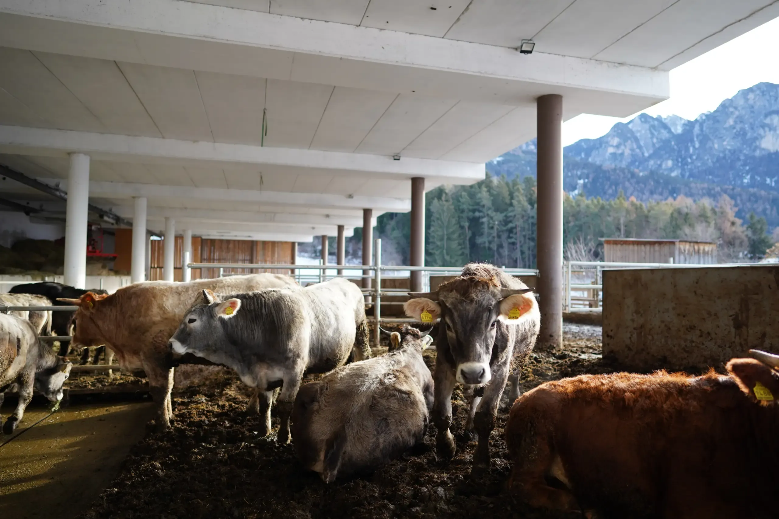 Galerie Bilder Zimmerlehen