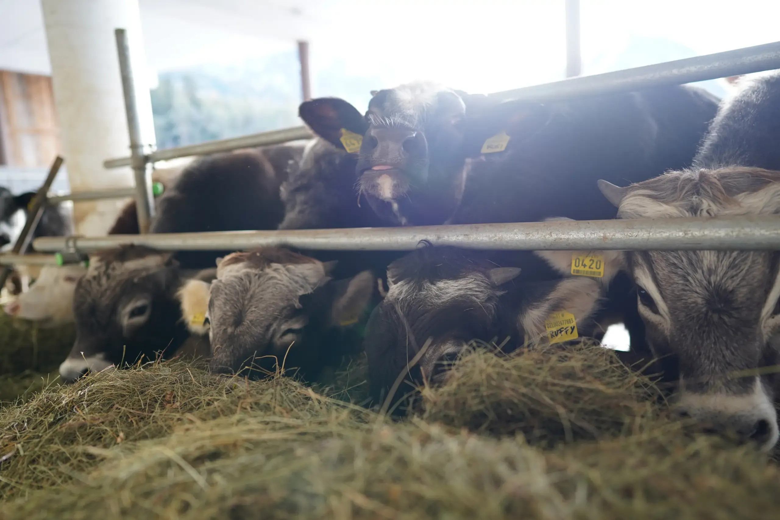 Galerie Bilder Zimmerlehen