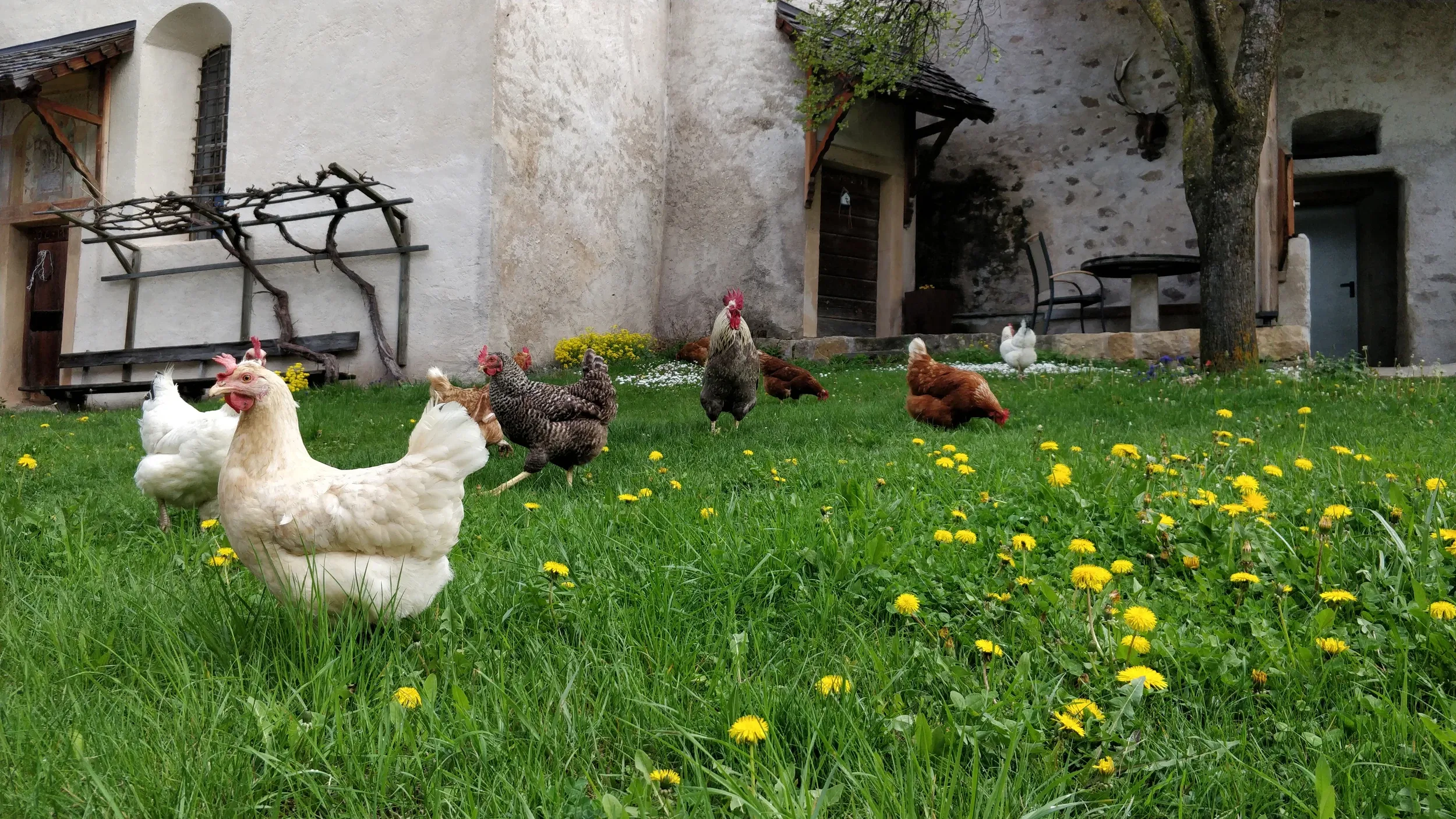 Galerie Bilder Zimmerlehen