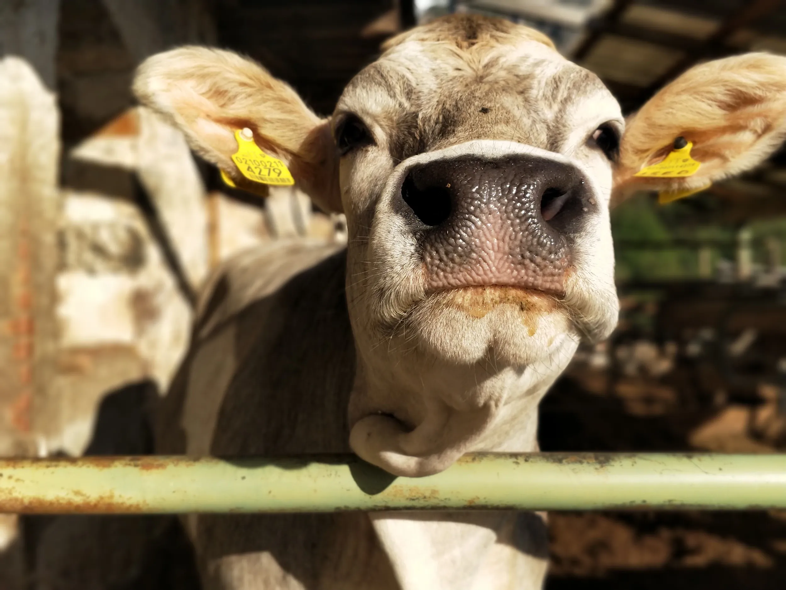 Galerie Bilder Zimmerlehen