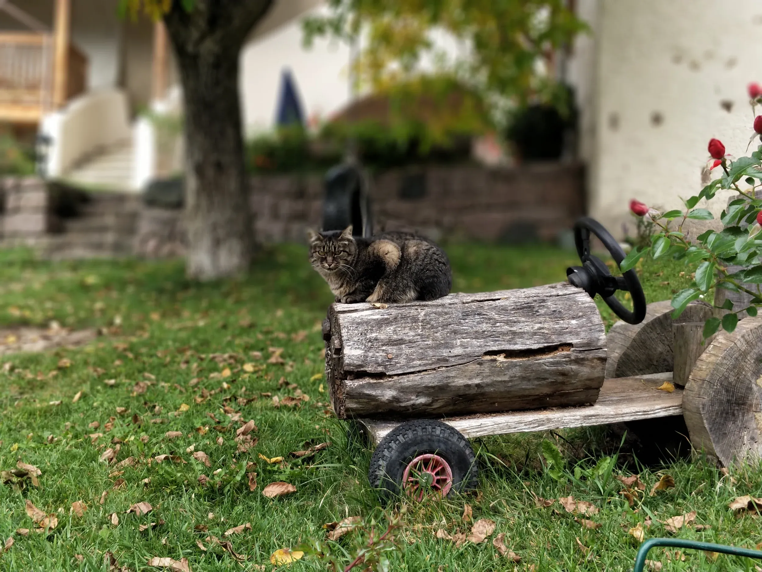 Galerie Bilder Zimmerlehen